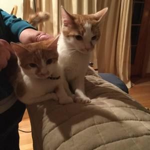 Meet your Posher, Deborah r